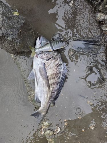 チヌの釣果