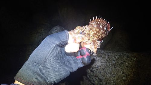 カサゴの釣果
