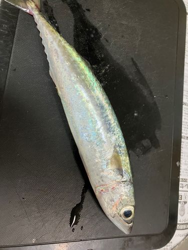 浜田マリン大橋
