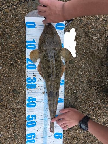 マゴチの釣果