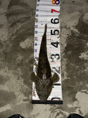 マゴチの釣果