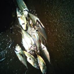 アジ
