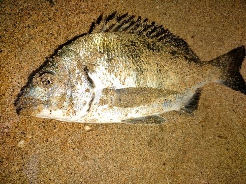 宮津湾