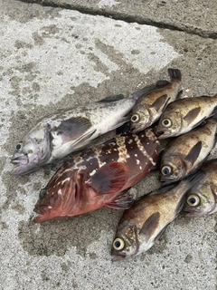 キジハタの釣果