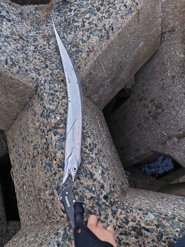 タチウオの釣果