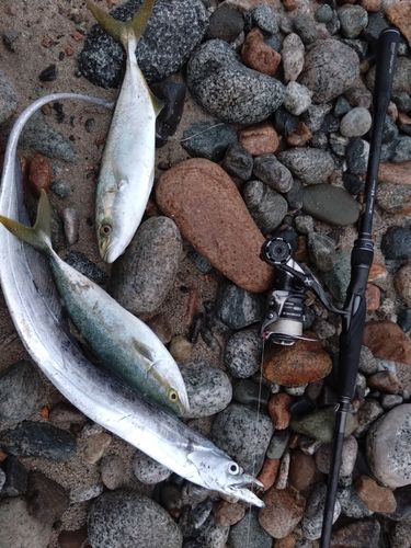 タチウオの釣果