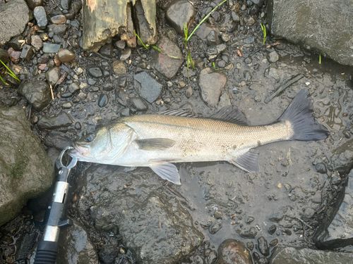 セイゴ（マルスズキ）の釣果