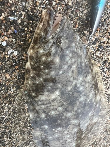 ヒラメの釣果