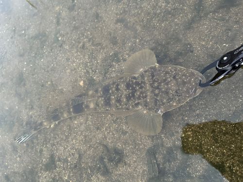 マゴチの釣果