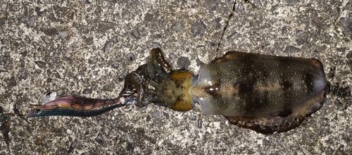 アオリイカの釣果