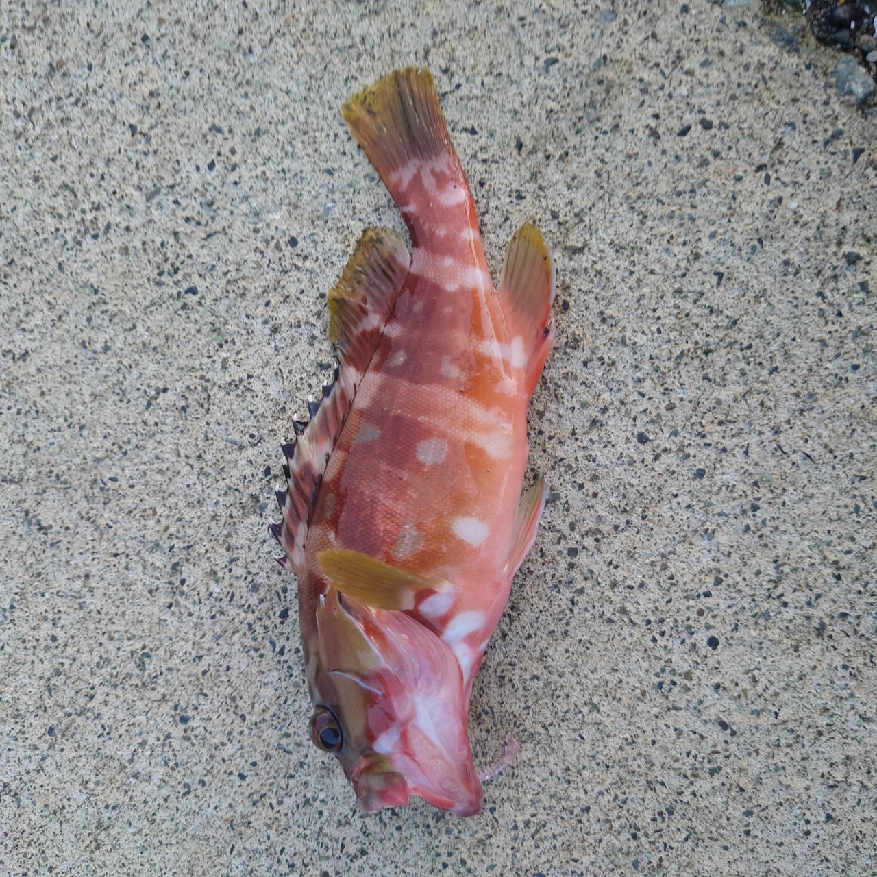 SHIMANO 20ソアレ TT アジング S610L-Sの最安値・インプレ・釣果