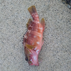 アカハタの釣果