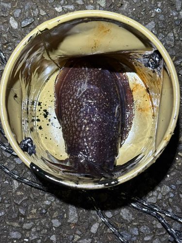 シリヤケイカの釣果