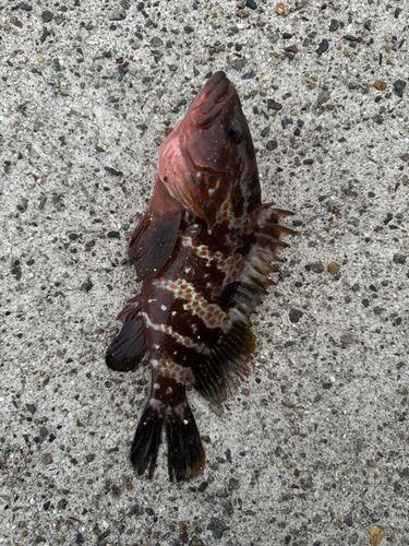 キジハタの釣果
