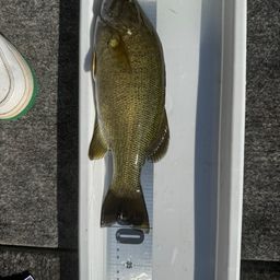 スモールマウスバス