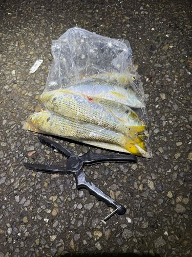 コノシロの釣果