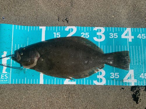 ヒラメの釣果