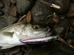 セイゴ（マルスズキ）の釣果