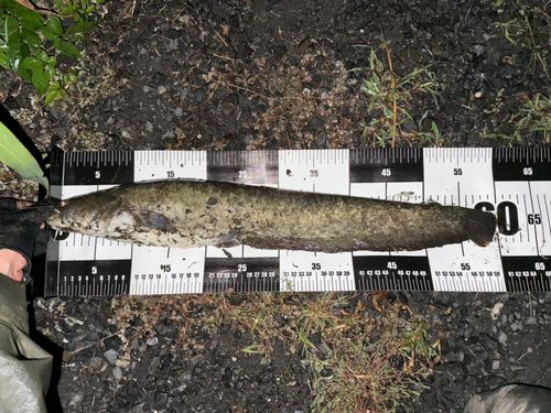 ナマズの釣果