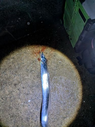 タチウオの釣果