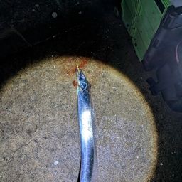 タチウオ