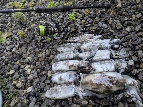 アオリイカの釣果