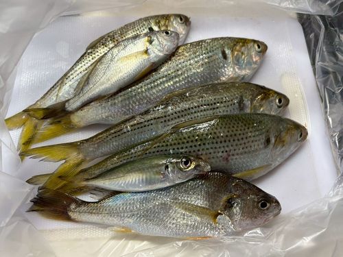 イシモチの釣果