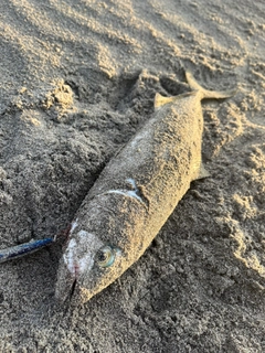 ワカシの釣果