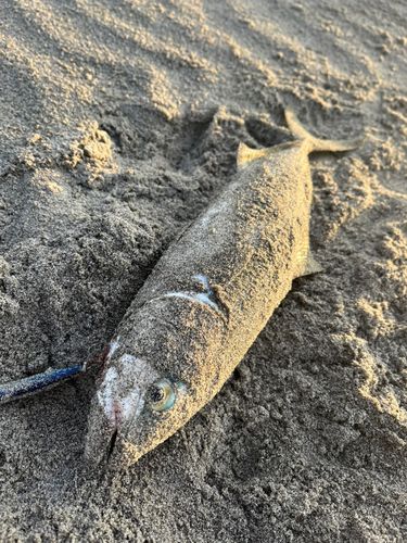 ワカシの釣果