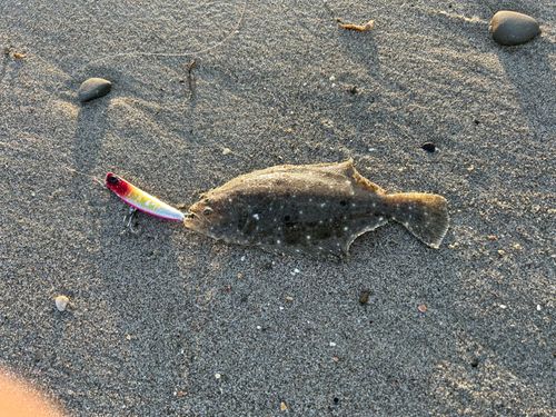 ソゲの釣果