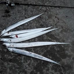 タチウオ