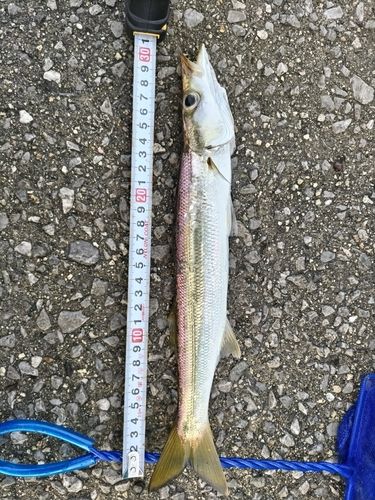 カマスの釣果