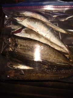 マアジの釣果