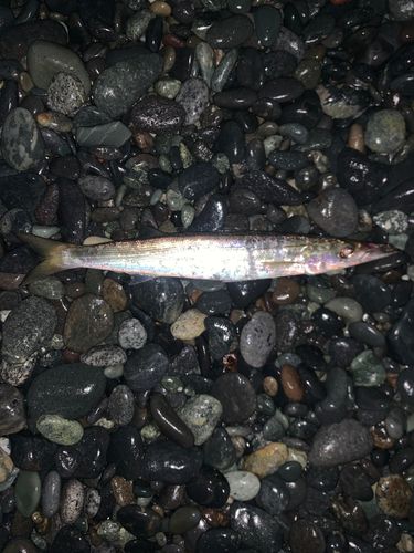 カマスの釣果