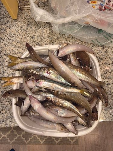 シロギスの釣果
