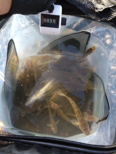 ハゼの釣果