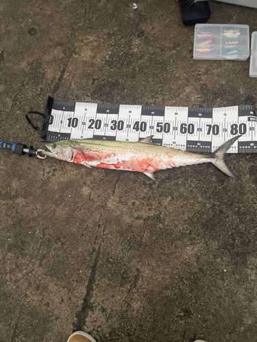 サワラの釣果