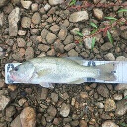 ラージマウスバス