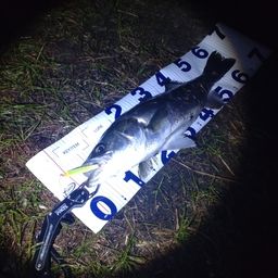 シーバス