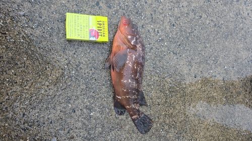 常滑りんくう釣り護岸