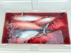 カツオの釣果