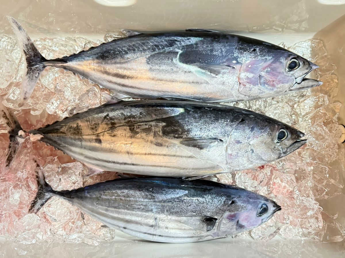 A16さんの釣果 2枚目の画像