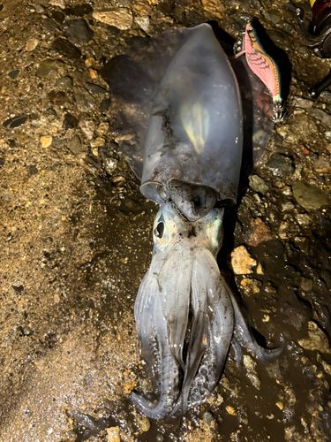 アオリイカの釣果