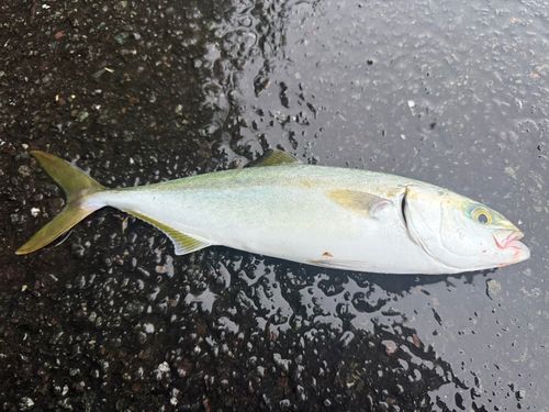 ツバスの釣果