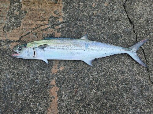 サゴシの釣果