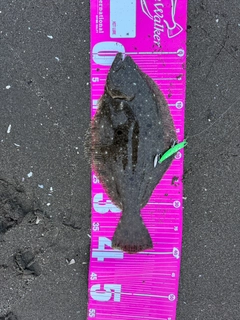 マゴチの釣果