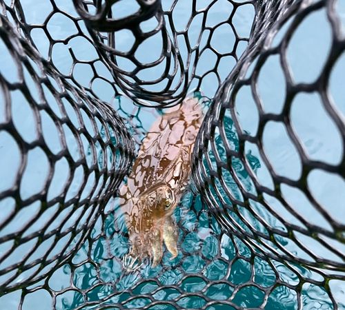 コウイカの釣果