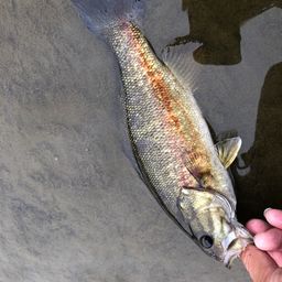 スモールマウスバス