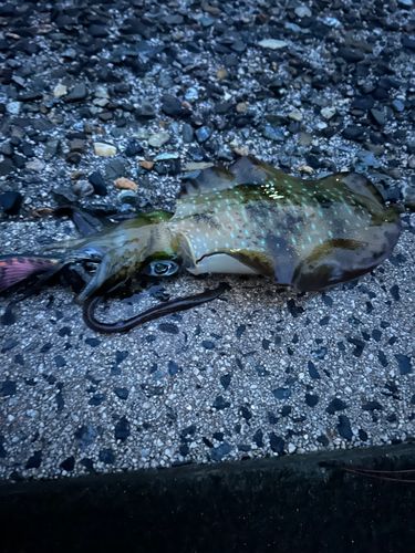 アオリイカの釣果