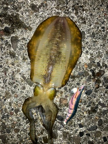 アオリイカの釣果